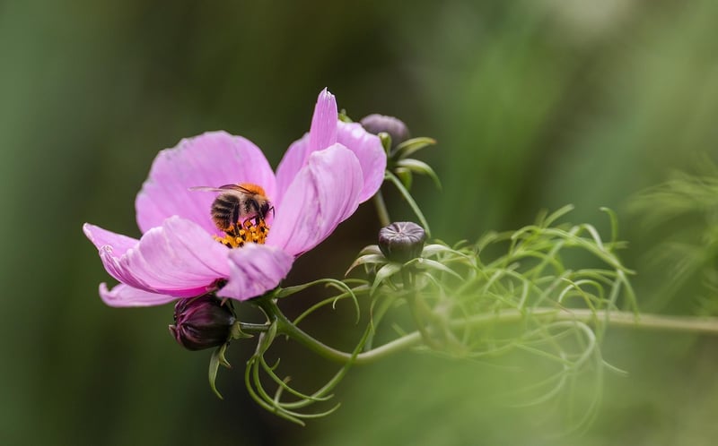 Pollinator Gardens