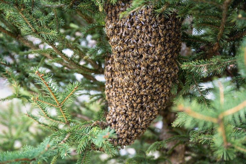 Urban Beekeeping