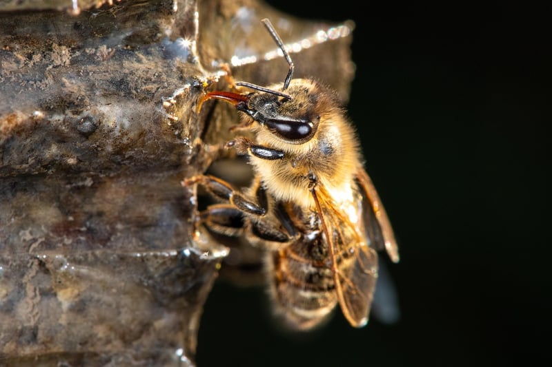 Bee Pollination