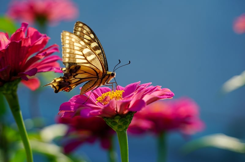 Butterfly on Flowers