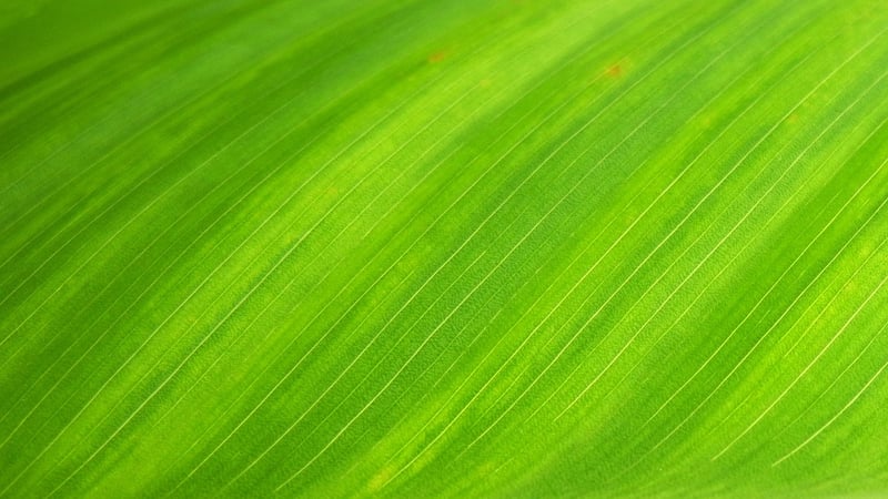 Compost