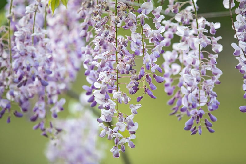 Hanging Herb Garden